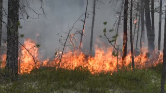На Ямале горит лесной массив
