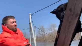Ямальские бойцы спасли в Кургане замерзшего пса с крыши затопленного дома