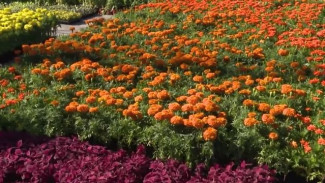 Палитра красок: в одном из посёлков Ямала высадили десятки тысяч цветов