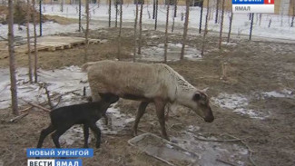 Мир человека глазами Авки. Пополнение в оленьей семье из Нового Уренгоя