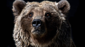 В Арктике и на Дальнем Востоке серьезно выросла численность бурого медведя