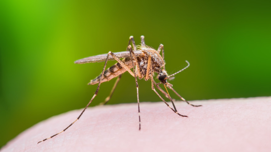 Каких людей чаще, чем других, кусают комары