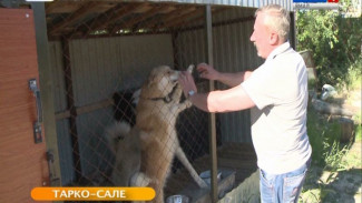 В Тарко-Сале жители одной из новостроек потеряли сон из-за вольеров с собаками