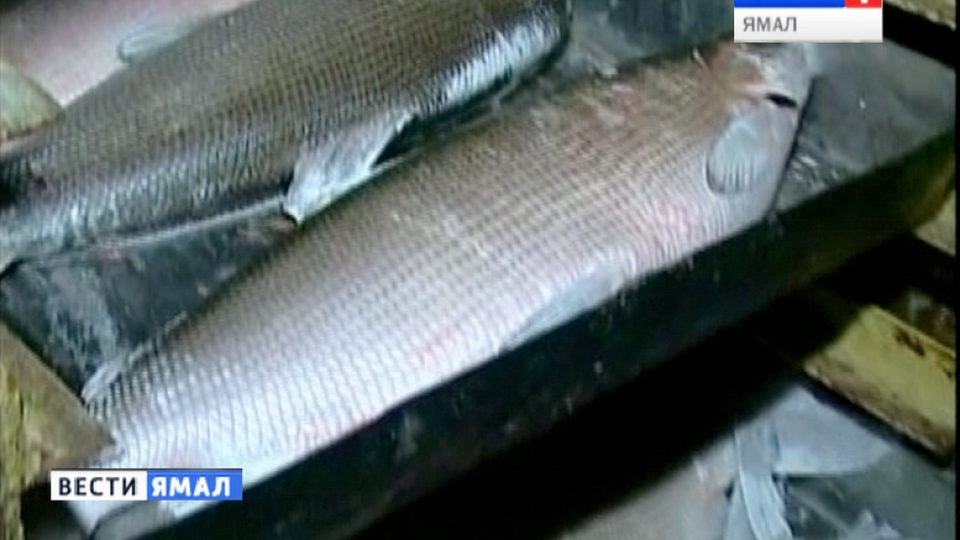 Ямальские рыбаки отказываются ловить муксуна