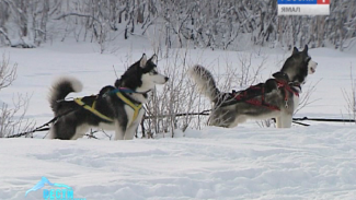 Собак-хаски привлекут к защите северных рубежей  страны