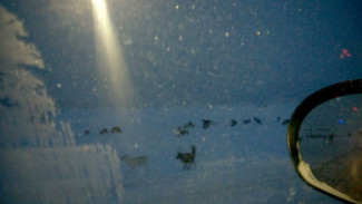 На Ямале водитель иномарки сбил 2 оленей. И это не единственная встреча с рогатыми в этот день (ВИДЕО)