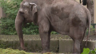 В Калининградском зоопарке отпраздновали полувековой юбилей слонихи