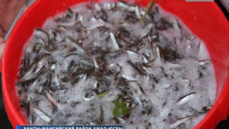Почти 3 млн мальков пеляди и муксуна выпущены в свободное плавание по кормовому бассейну Нижней Оби