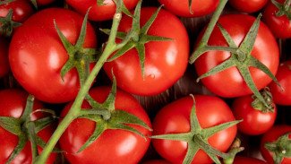 Когда сажать помидоры на рассаду в 2026 году: благоприятные дни по лунному календарю 