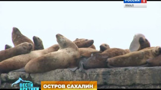 Тюленьи нежности. На Сахалине туристов приглашают полюбоваться на вальяжно отдыхающих сивучей