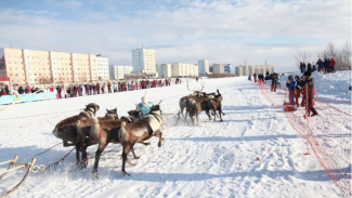 День оленевода получил постоянную прописку в интернете