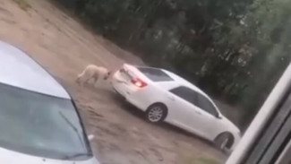 В Новом Уренгое водитель решил прокатиться с привязанной к машине собакой. ВИДЕО