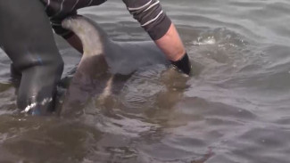 В Приморском крае на берег выбросился дельфин: как проходила большая спасательная операция