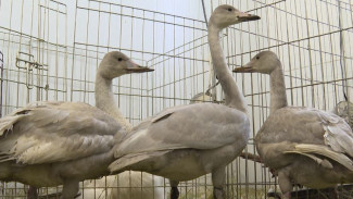 Спасенные от гибели лебеди обживаются в салехардском приюте для животных 