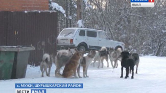 В Шурышкарском районе приступили к окончательному решению «собачьего» вопроса