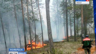 В Ноябрьске в районе озера Светлое загорелся лес