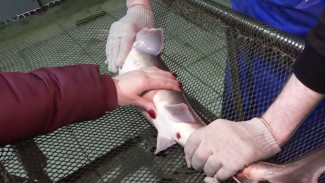 Время икры: в тюменском рыбном хозяйстве пришла пора получения потомства стерляди