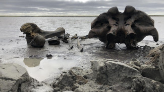 Корреспондент «Вести Ямал» сделал фотографии найденных останков мамонта