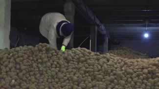 Подготовка полным ходом: в Коми начали переработку семенного картофеля