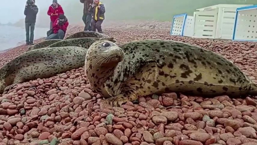 Приморский реабилитационный центр «Тюлень» выпустил в океан пятерых подопечных