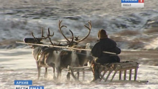 В Арктике хотят разработать законопроект в поддержку северного оленеводства