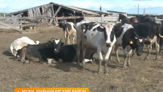 Летние каникулы для коров: мужевских буренок перевезли на пастбища