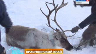 В Эвенкии оленей оснастили специальными спутниковыми ошейниками, чтобы проследить за их миграцией