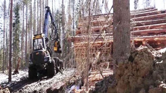 Сегежский ЦБК перейдет на модель интенсивного и неистощительного лесопользования