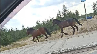 В Новом Уренгое снова заметили подвергающихся опасности беспризорных лошадей. ВИДЕО 