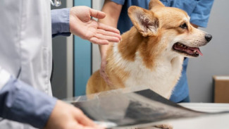 На Ямале будут контролировать популяцию домашних животных с помощью чипирования
