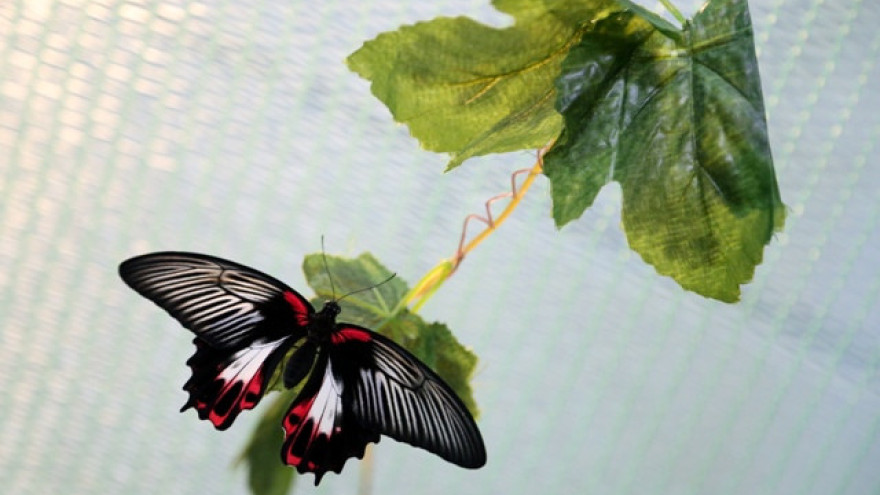 Тропические бабочки «слетаются» на Ямал