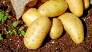 Осенняя страда: на Ямале приступили к сбору картофеля