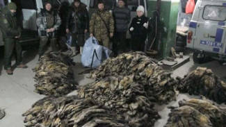 Соболь, белка и норка. На Ямале задержали двух браконьеров, перевозивших более 1400 шкур