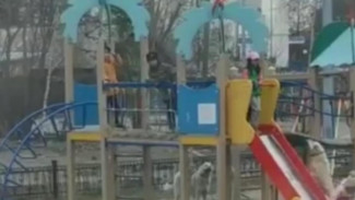 В Салехарде горожане возмущены происшествием со стаей собак на детской площадке