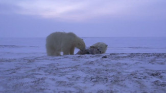 На Ямале назойливые медвежата снова пришли к людям, хотя ранее их уже увозили на вертолете 