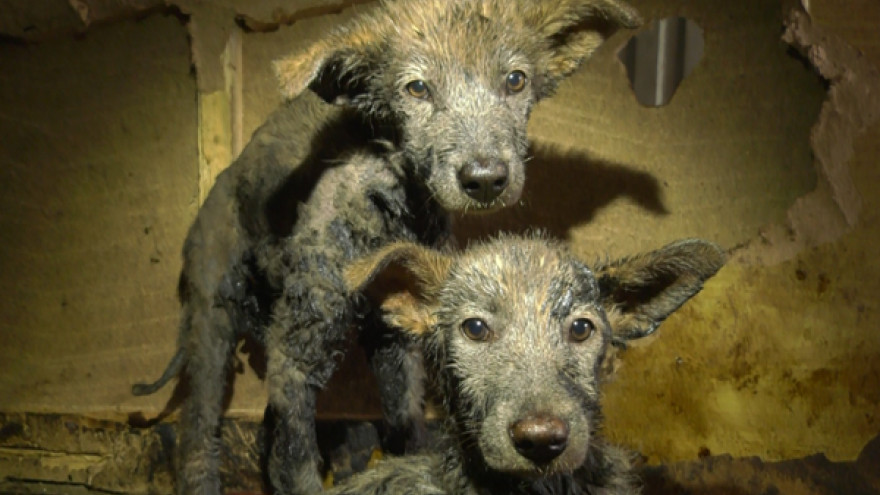 Спасенные из лужи гудрона в Ноябрьске щенки уже могут самостоятельно передвигаться