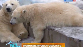 Медвежонок из Новосибирского зоопарка, которого долго прятала мама, стал звездой интернета
