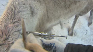 170 ветеринарных специалистов примут участие в вакцинации оленей на Ямале