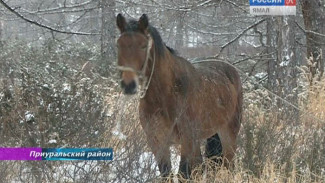На территории «Полярно-Уральского» природного парка появятся конные туристические маршруты