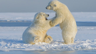 Ученые начали облёты арктических территорий для учёта популяции белых медведей 