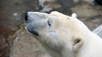 Охотников, убивших на острове Вилькицкого белых медведей, будут искать правоохранители