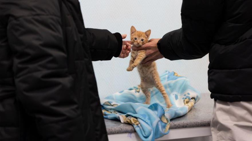 Если пушистик заболел: как в праздники будут работать ветклиники округа