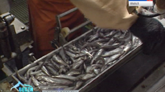 Рыболовный траулер «Морской прибой» вернулся в Мурманск с полными трюмами улова