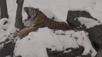 В Приморье голодные тигры выходят к людям и воруют домашних собак