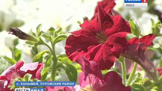 Украсим лето живыми цветами. Особенности декоративной флоры на Ямале