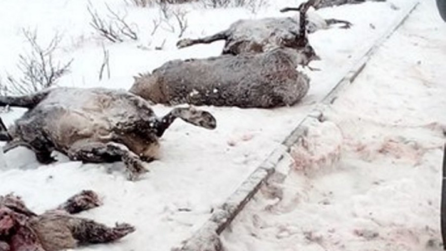 На Ямале поезд задавил несколько десятков оленей (фото)
