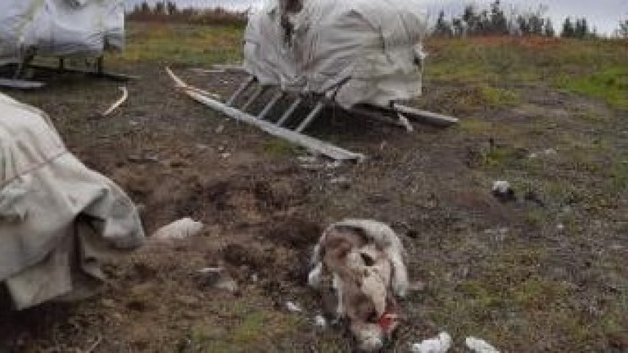 На Ямале голодный медведь сожрал все припасы у семьи тундровиков 