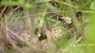 Ученые считают, что мохово-лишайниковая тундра уступает свои территории травянистой
