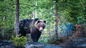 Как не стать жертвой медведя? И почему косолапые хозяева тайги стали чувствовать себя вольготно в населённых пунктах?