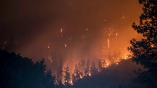 87 человек борются с огнем в лесах Ямала